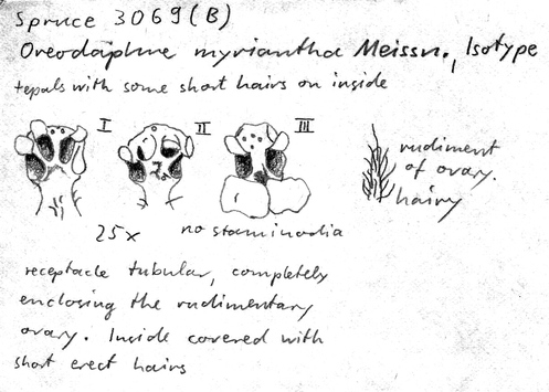 Vorschaubild Oreodaphne myriantha Meisn.